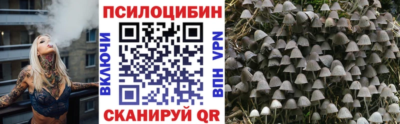 Купить  Красково  Галлюциногенные грибы Psilocybe 